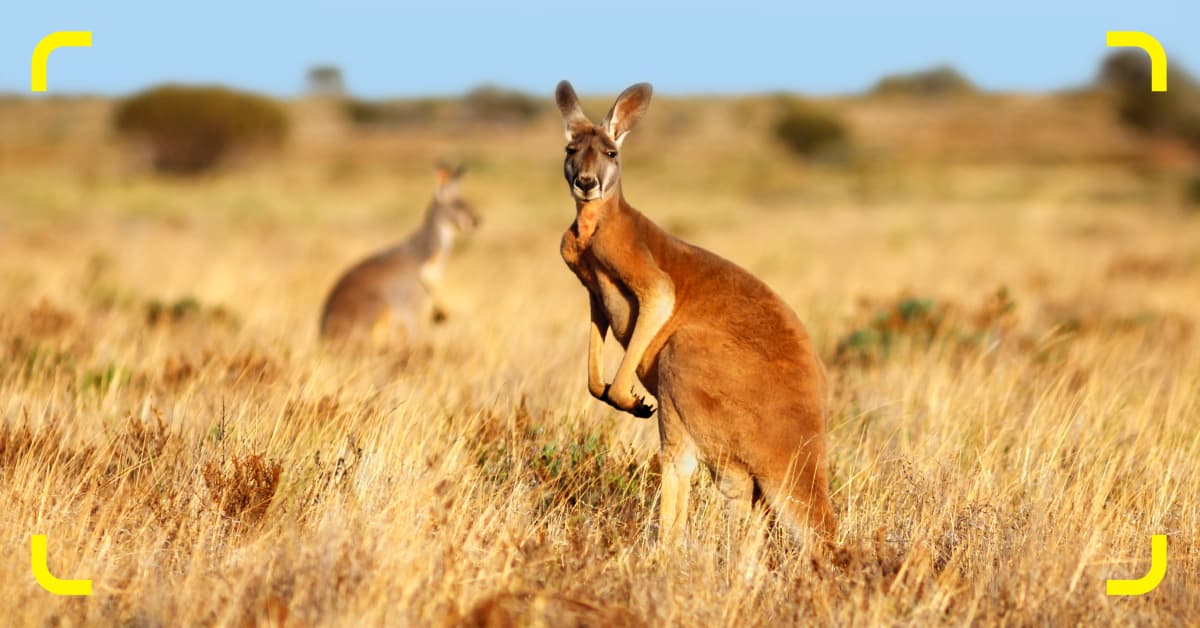 Pocket Wi-Fi for Australia: Options and alternatives