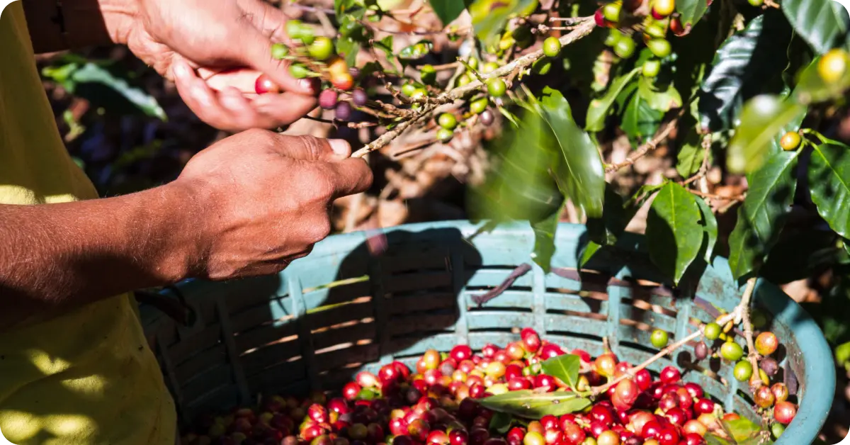 A coffee farm, Costa Rica