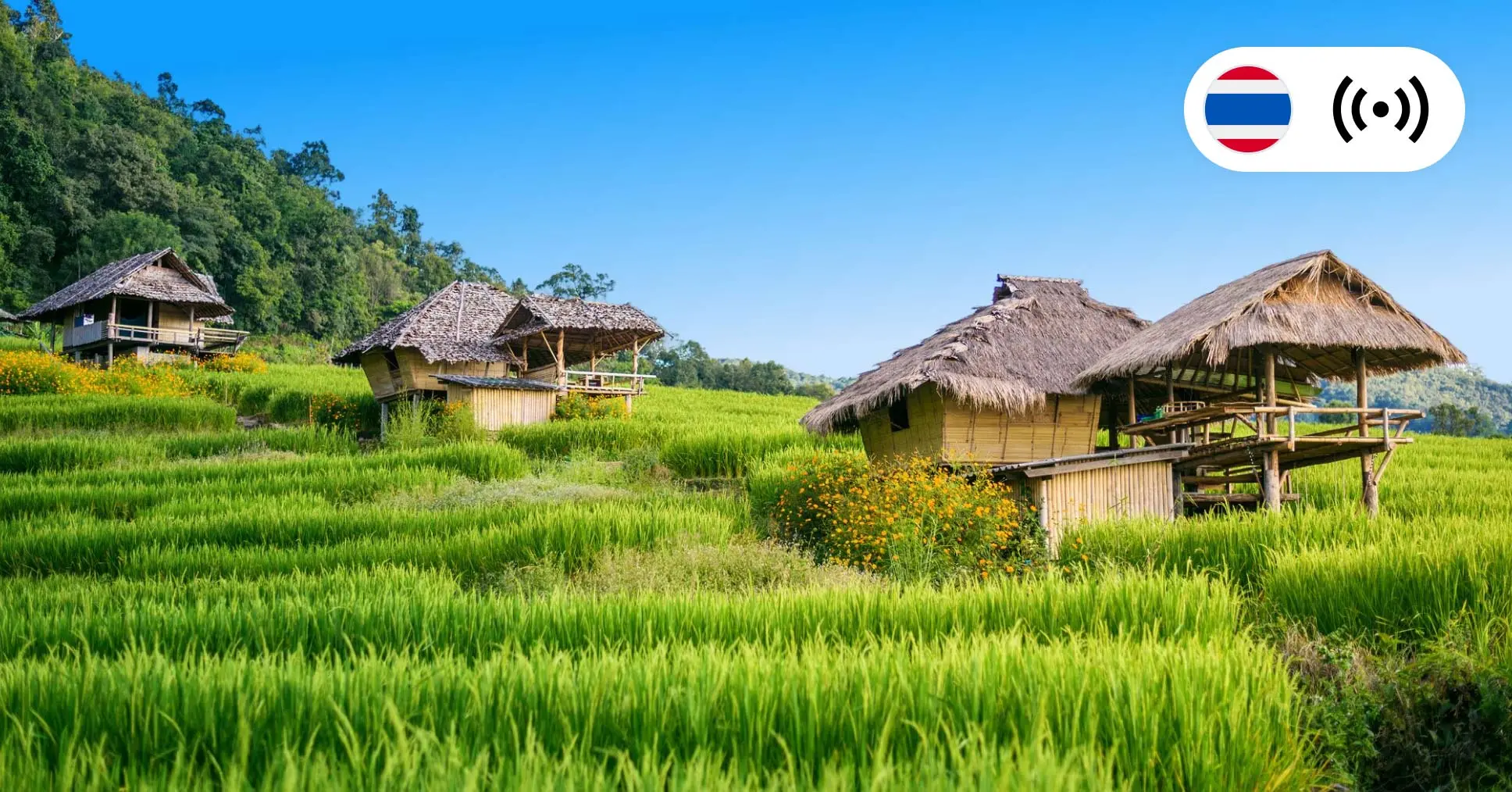 How to get the internet in Thailand: eSIMs, local SIM cards, and roaming