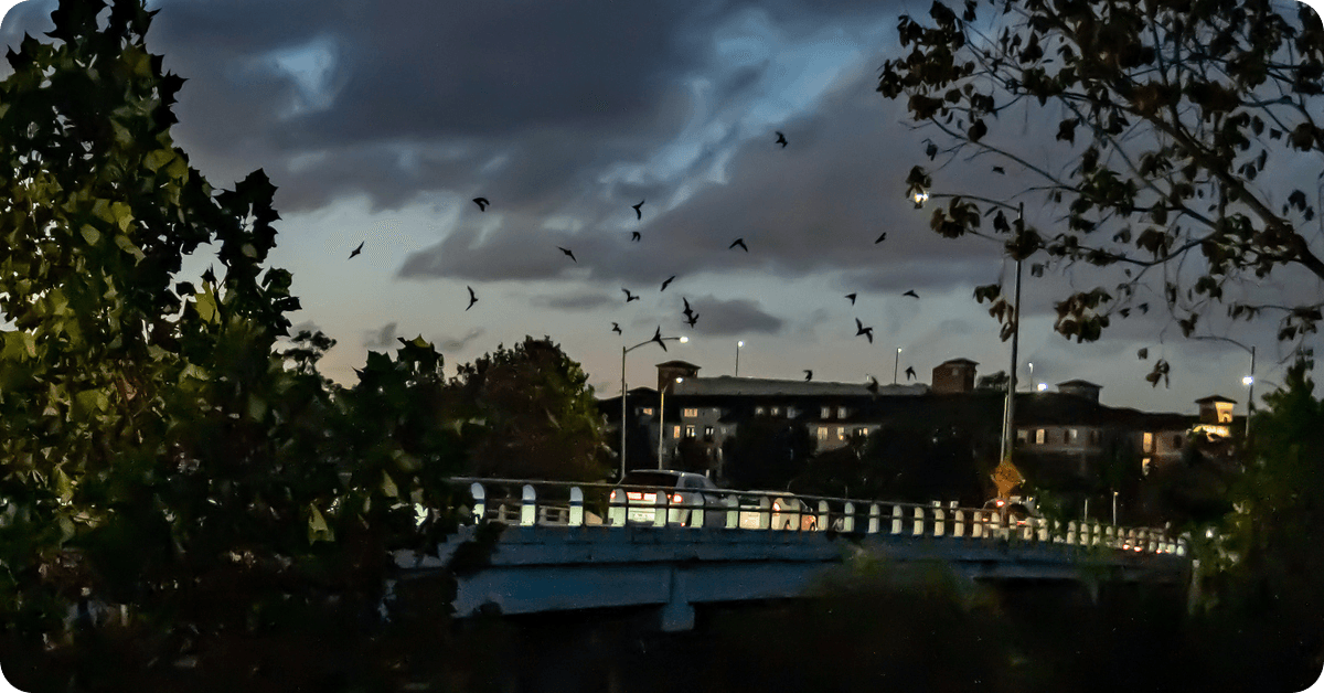 Waugh Drive Bridge bat watching