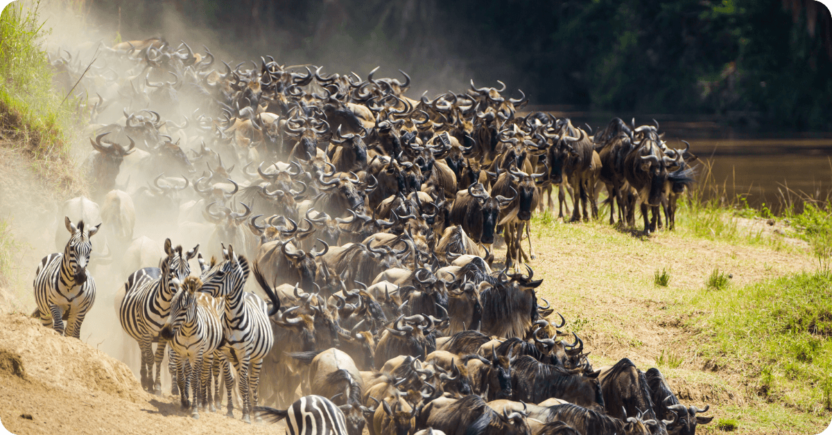 Masai Mara, Kenya