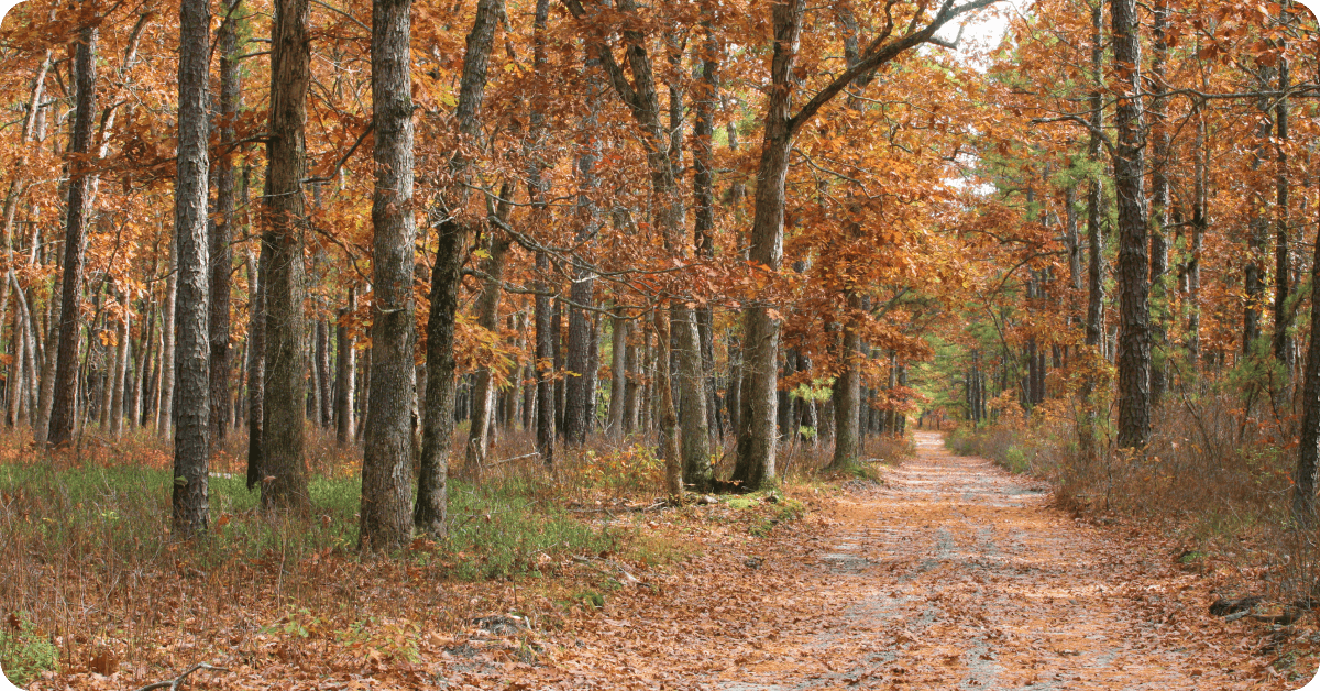 The Pine Barrens in New Jersey.