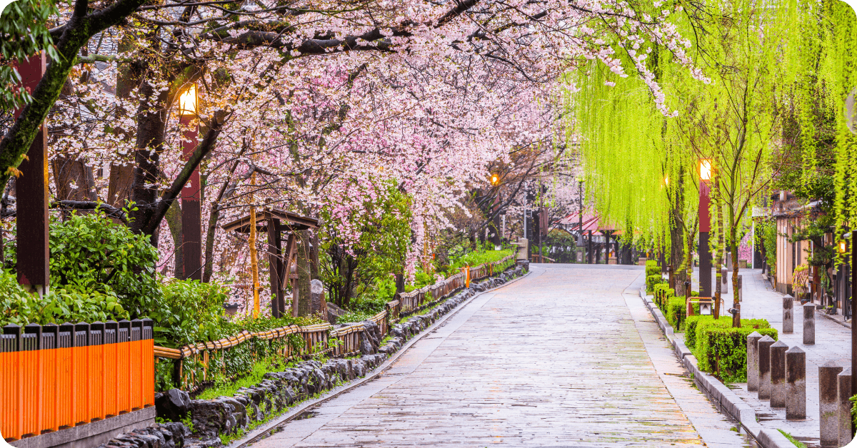 A walkway under blooming trees