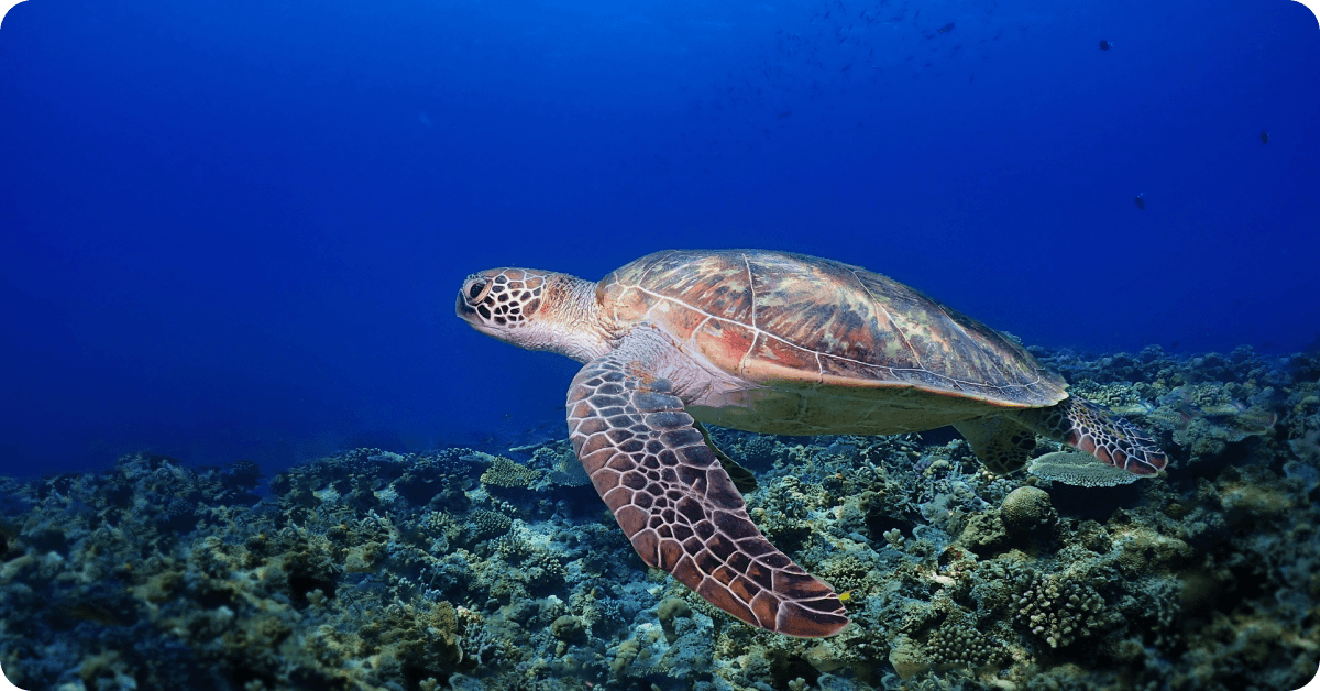 Snorkel and dive the Kerama Islands and Ishigaki