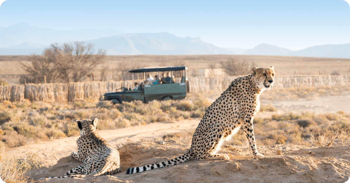 Staying safe on South African safaris