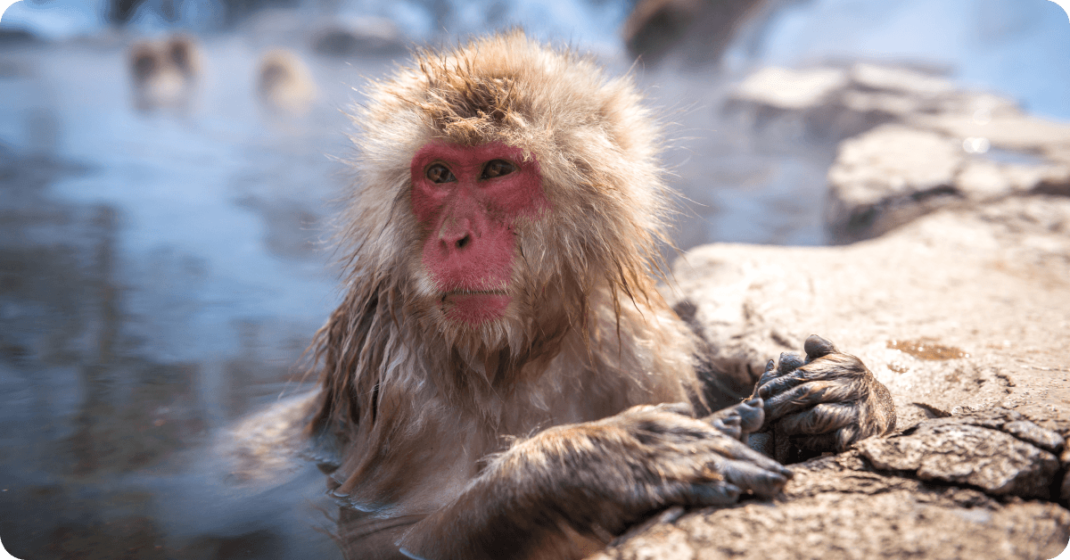 Snow monkeys in Jigokudani Park