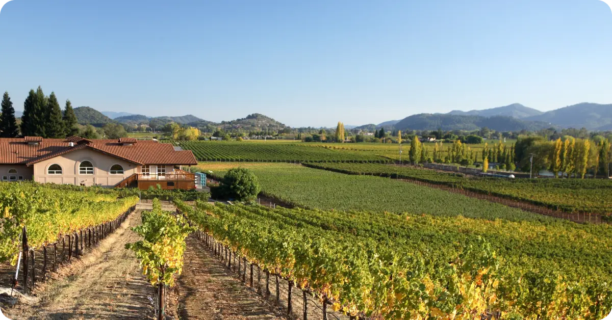 A vineyard in Napa Valley near San Francisco