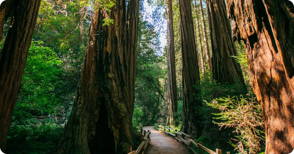 Muir Woods near San Francisco
