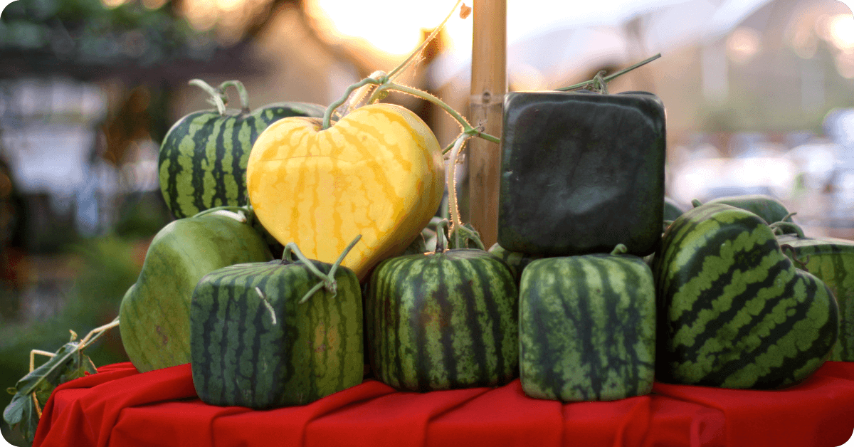 Square and heart shaped watermelons