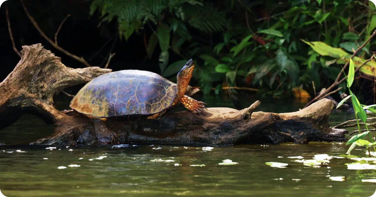 Tortuguero national park, Costa Rica