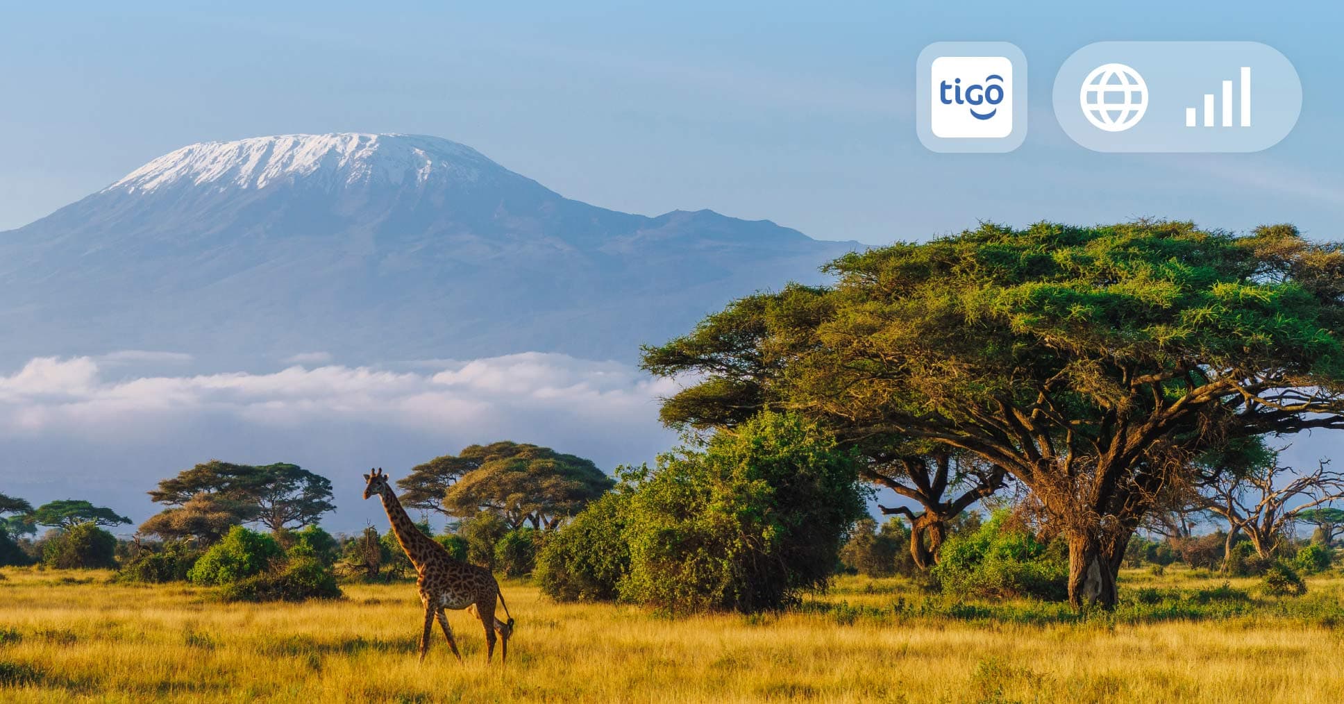 Roaming Tigo: cómo funciona, tarifas y mejor alternativa