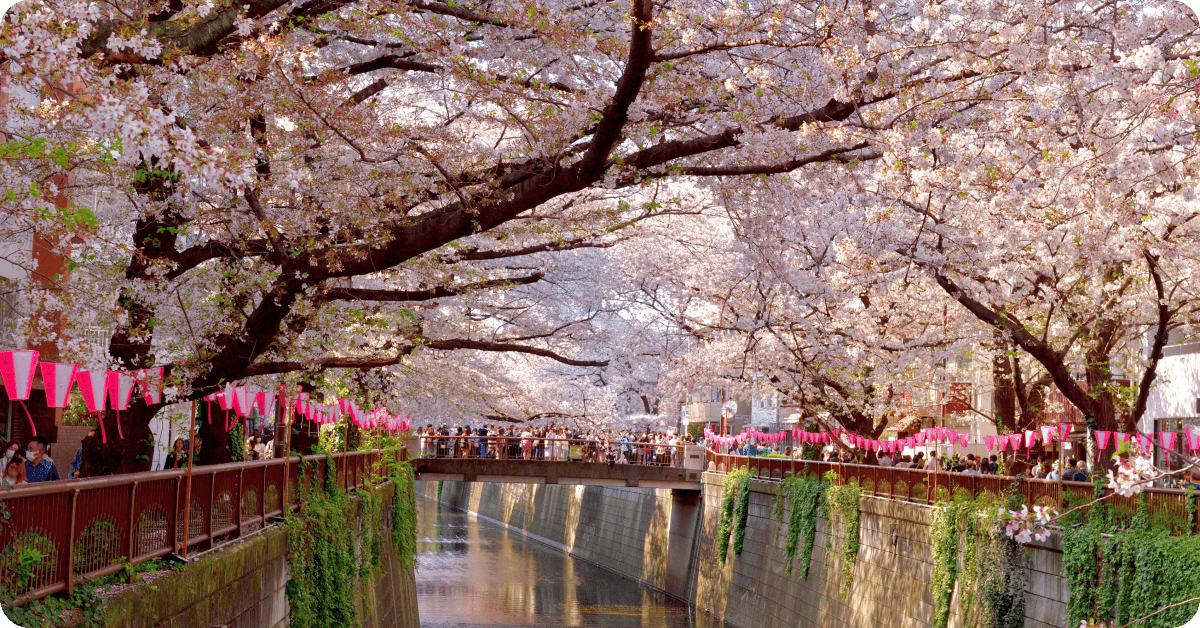 blossoming trees in Japan