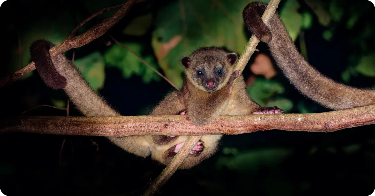 A nocturnal wildlife walk, Costa Rica