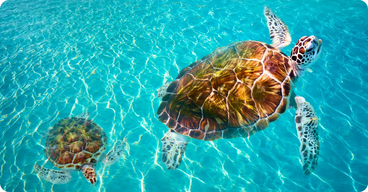 10 cosas que ver en Riviera Maya: playas, cenotes y ruinas mayas