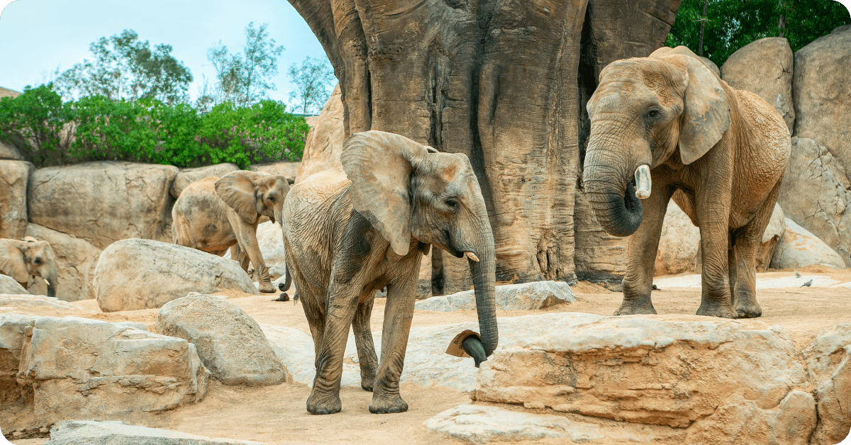 Zoo Atlanta