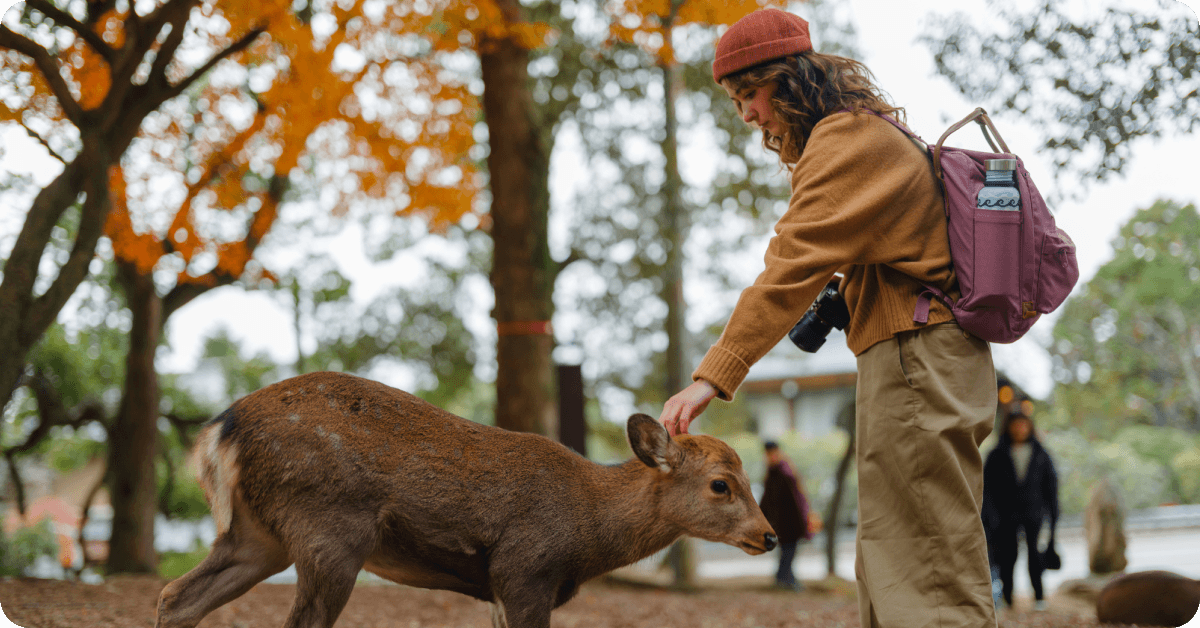 Visit Nara to meet the bowing deer
