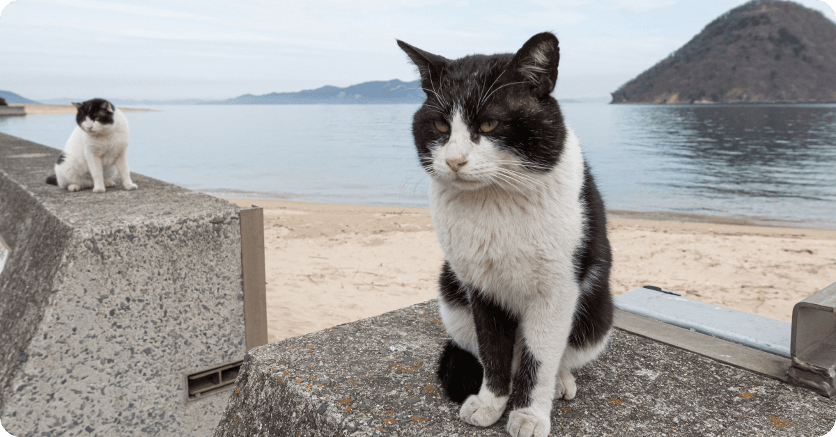 A cat on an island