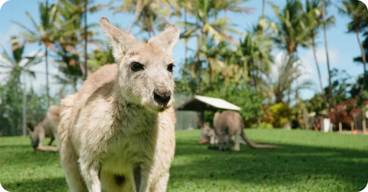 Viajar a Australia: qué ver, mejor época y cómo es el Año Nuevo en Sídney