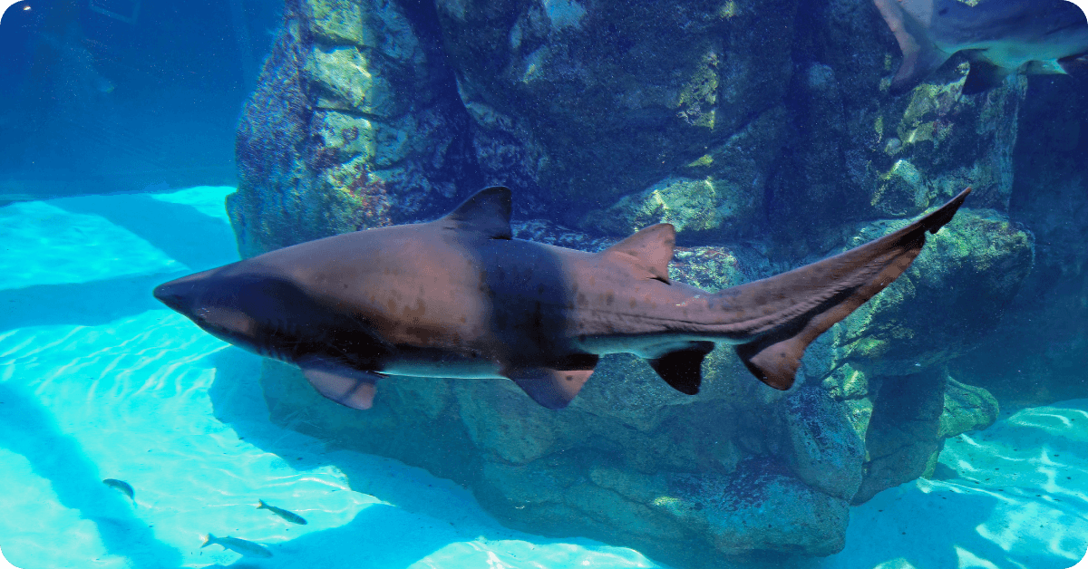 Cape Town, South Africa: Two Oceans Aquarium