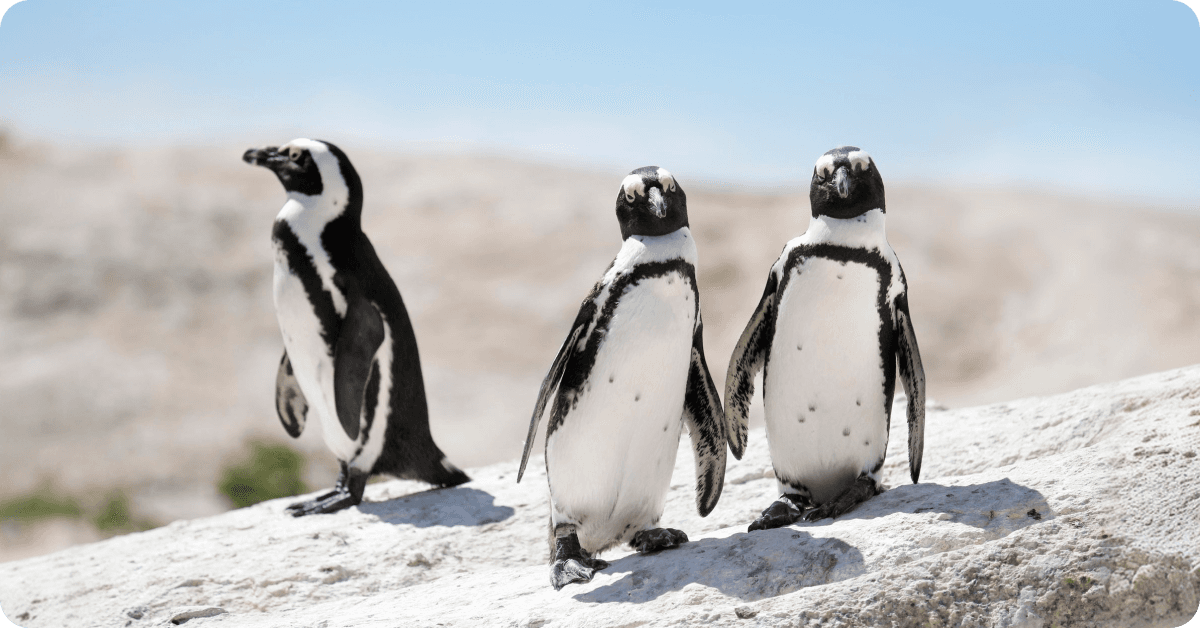 Cape Town, South Africa: Penguins at Boulders Beach