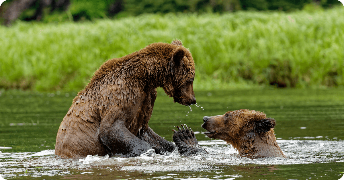 Grizzly bears in Western Canada.