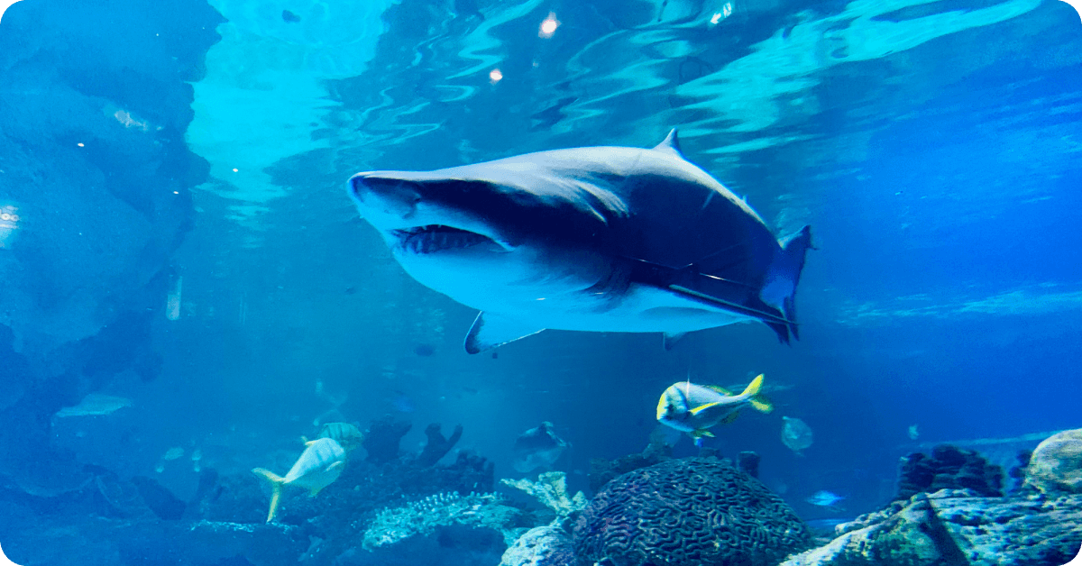 Downtown Aquarium