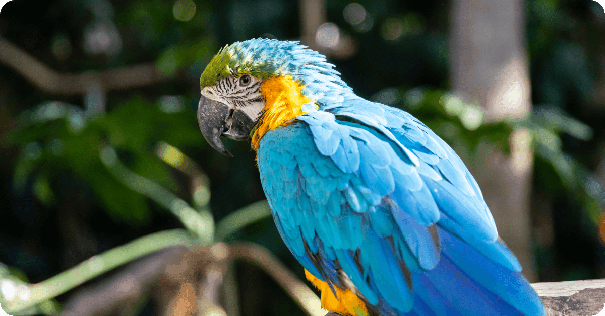A parrot at Zoológico Guadalajara