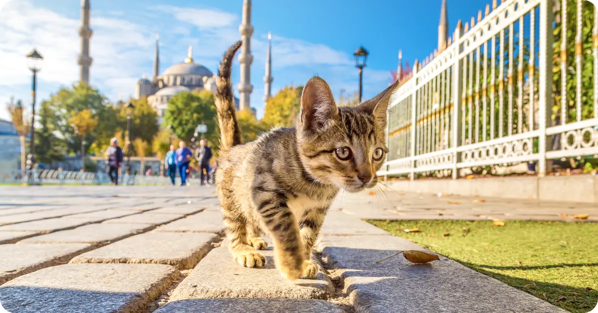 Cats of Istanbul
