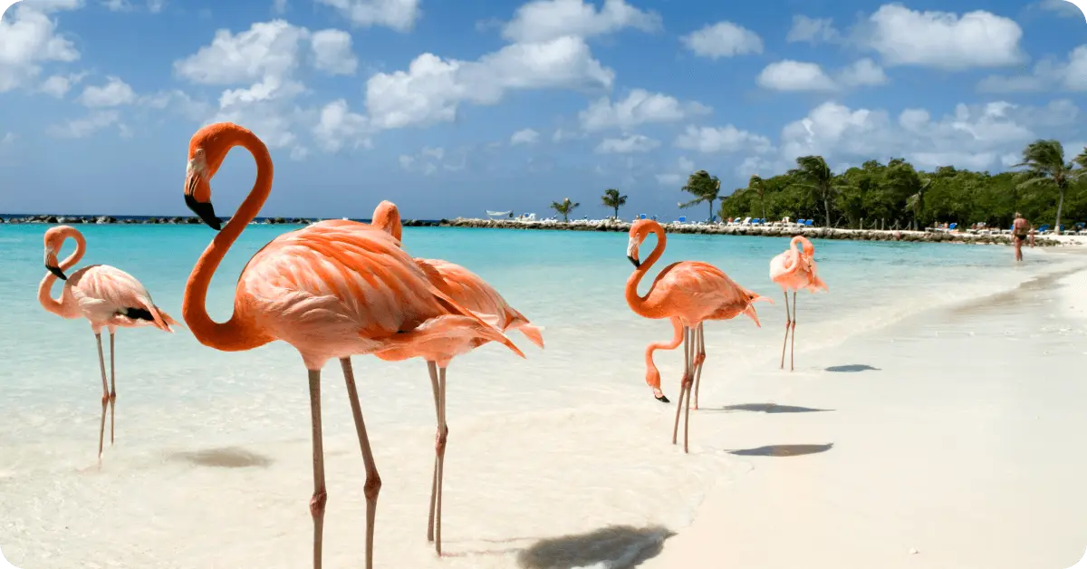 Beach with flamingoes in Aruba