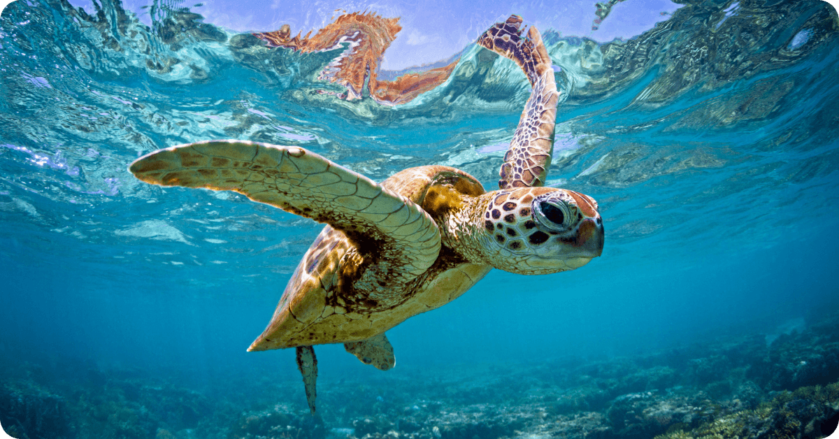 Sea turtle