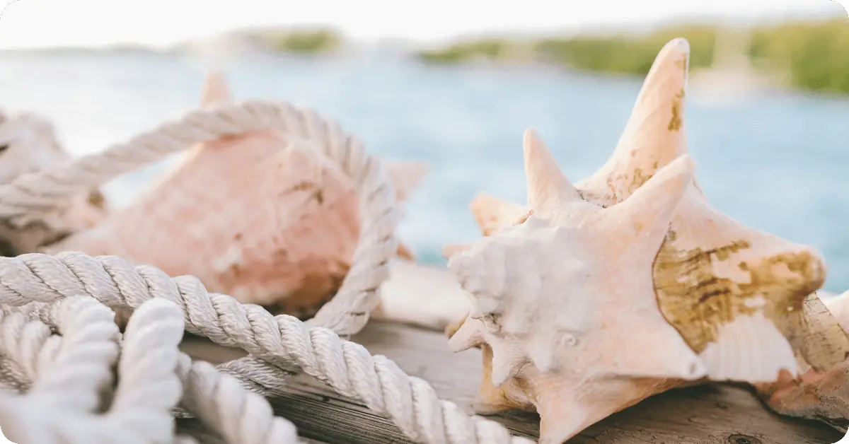 Conch shells in Turks and Caicos