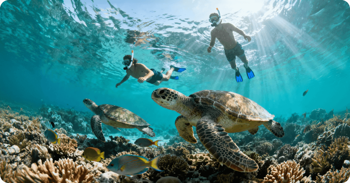 People snorkel and swim with turtles underwater.