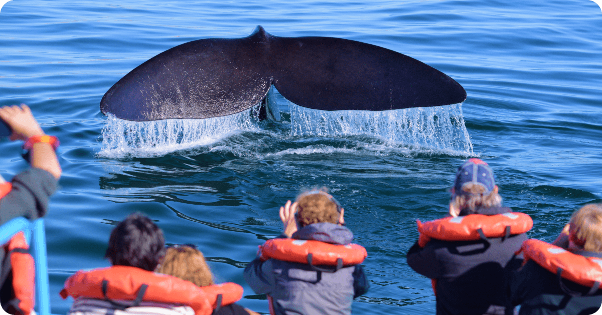 Avistamiento de ballenas en Baja California