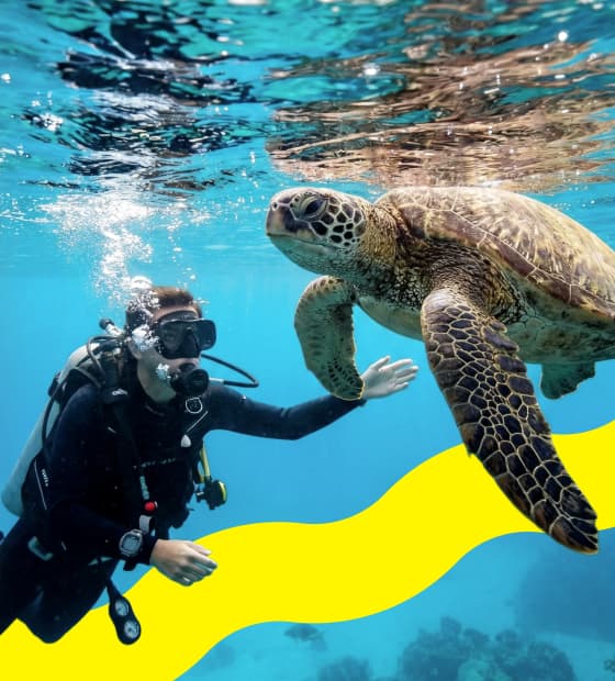 A diver monitoring a sea turtle as part of marine conservation efforts.