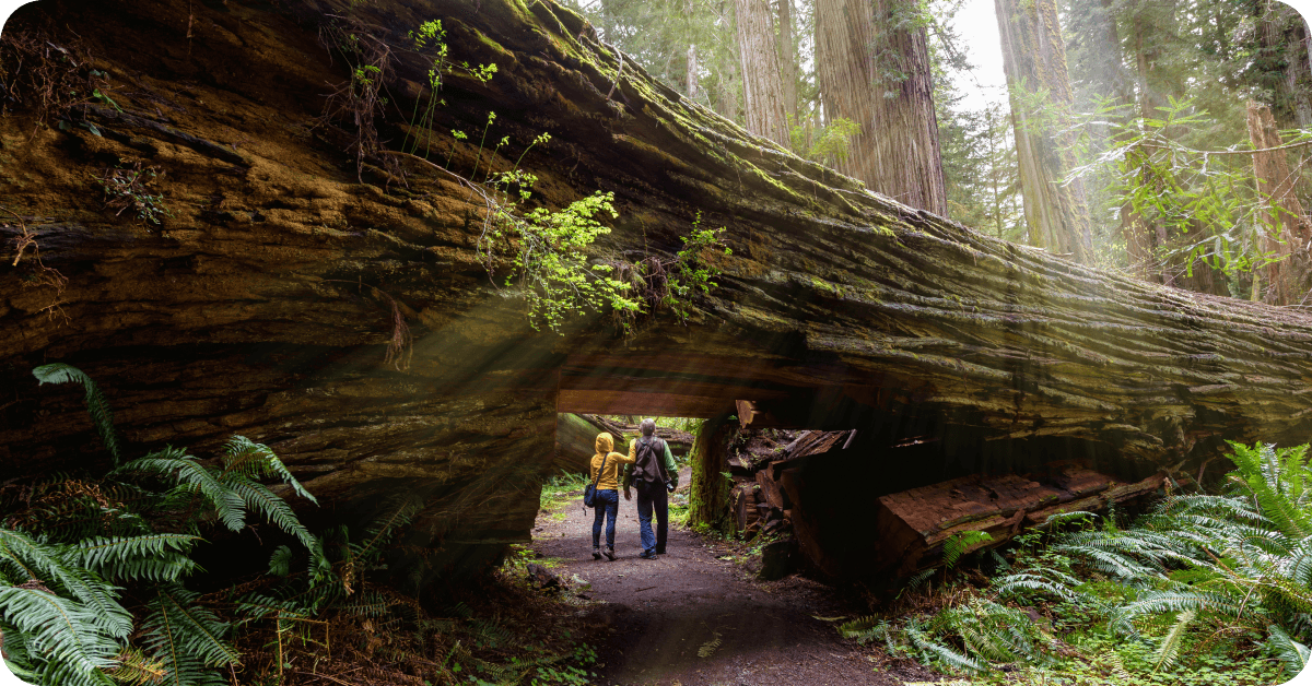 A large fallen tree in Redwoods National Park in California