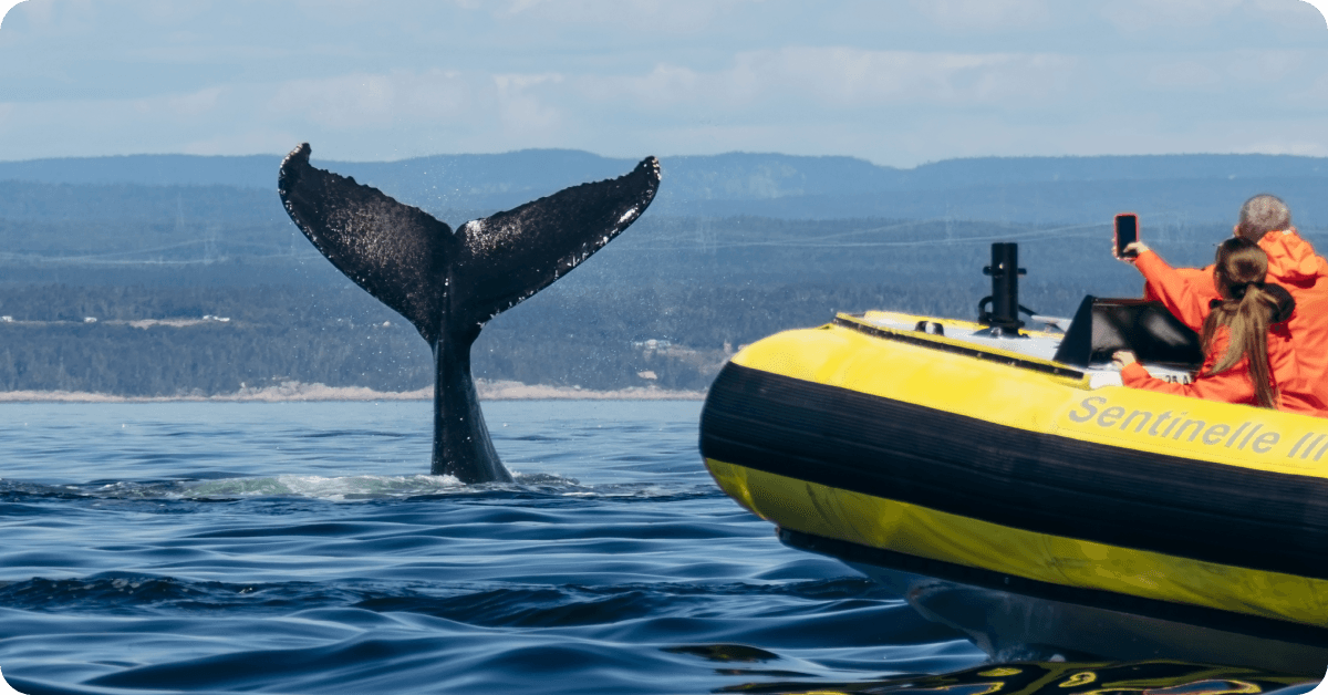 Observer les baleines à Tadoussac