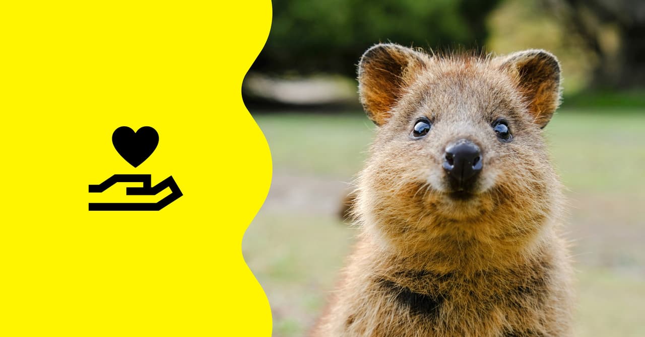 Saily has teamed up with the Rottnest Foundation (and adopted a quokka!)
