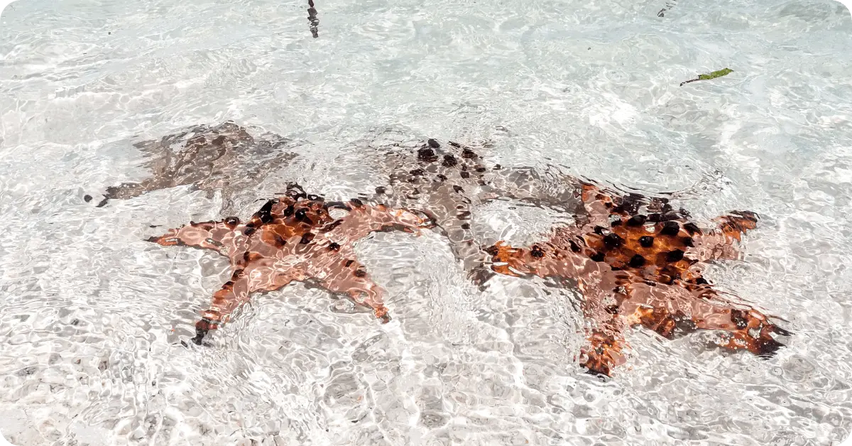 Starfish Point in the Cayman Islands