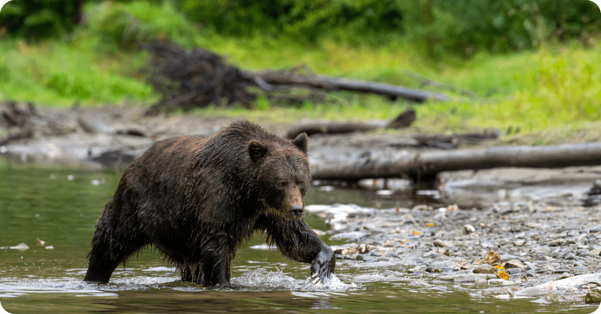 Les ours des Rocheuses