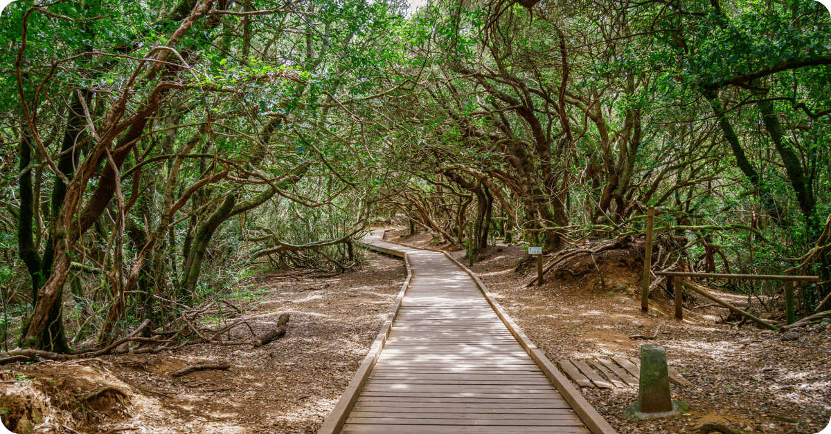 The Path of Senses in Anaga Rural Park, Tenerife.