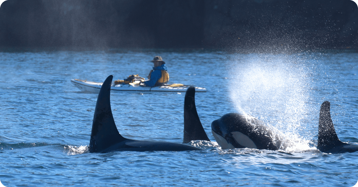 Observer les orques dans le détroit de Johnstone