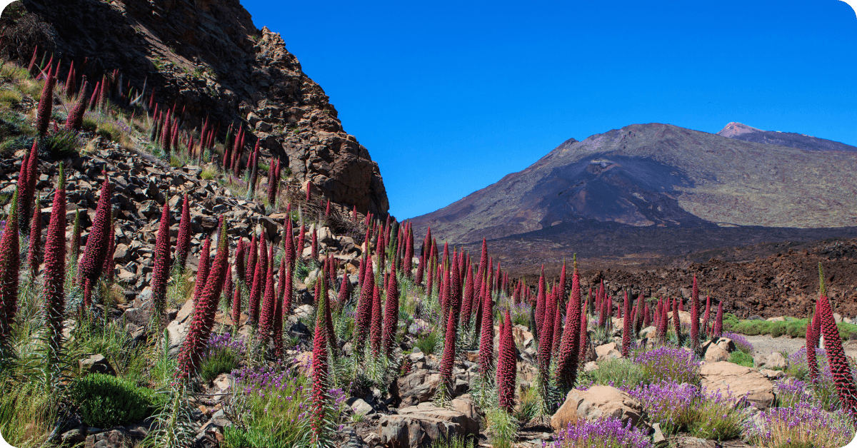 Red Tajinaste flowers at Teide National Park, Tenerife.