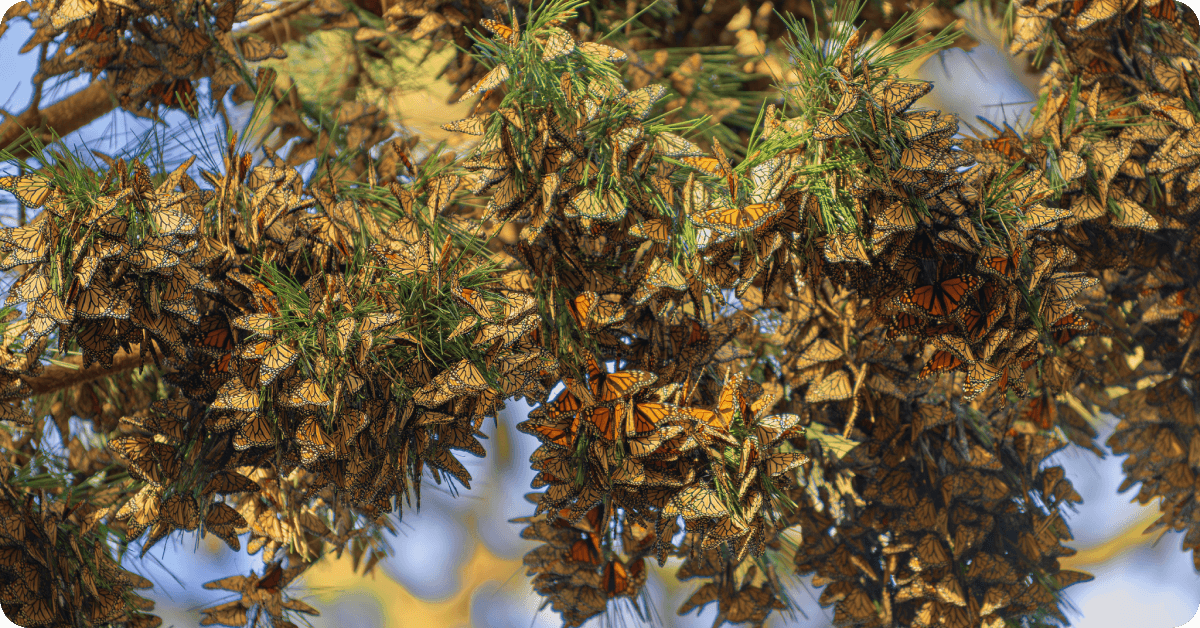 Un árbol cubierto con mariposas Monarca